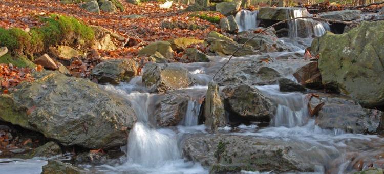 Ruisseau ©Annick Pironet