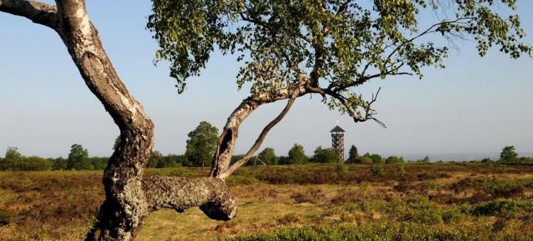 Fagne de Malchamps ©Annick Pironet