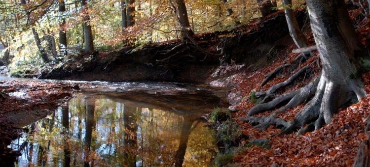 Wayai ©Annick Pironet