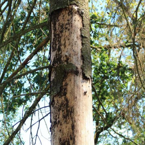 Arbre scolyté