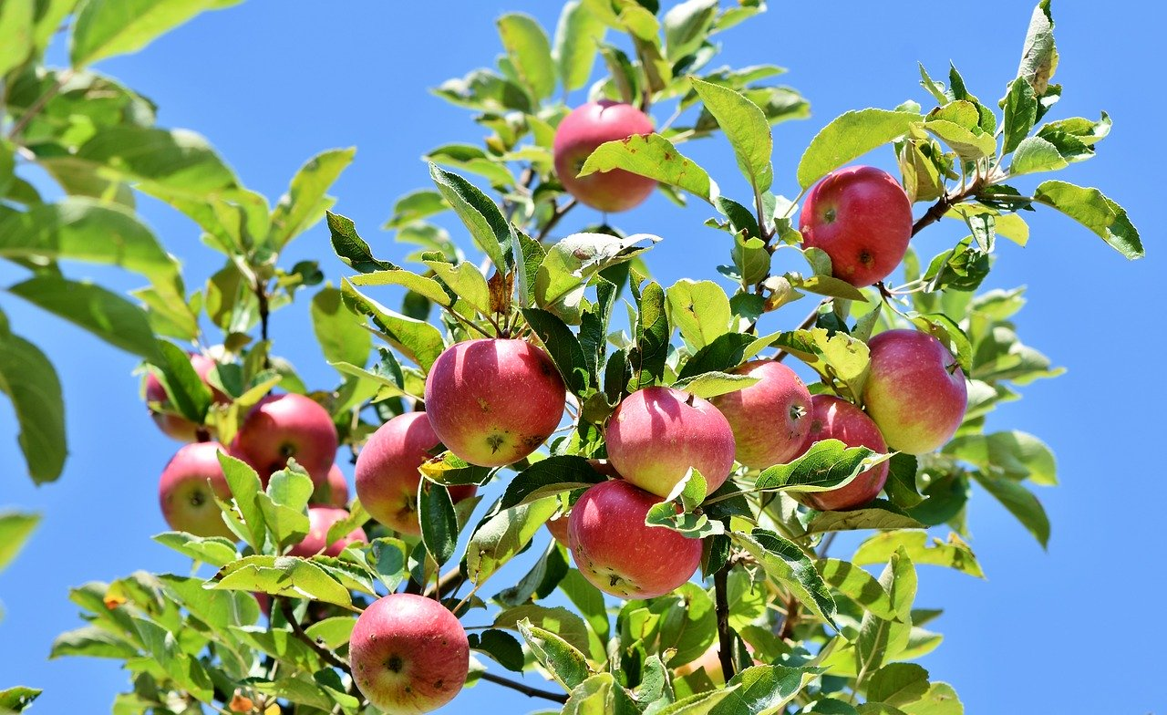 Branche avec pommes