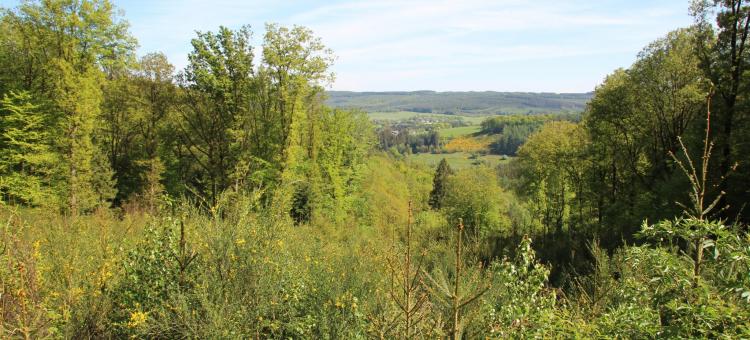 Paysage forestier