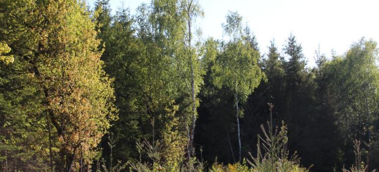 Forêt