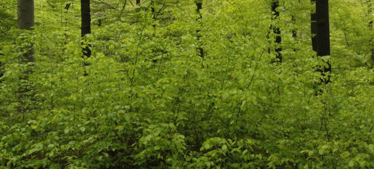 Forêt de hêtre