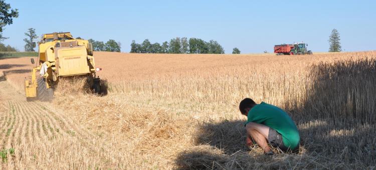 Contrôle des pertes de grains par Damien, le fils de la ferme Counasse     Photo : @René REMACLE