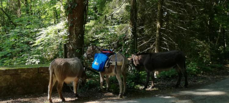 Itinér'Âne au Parc naturel des Sources