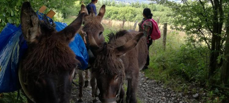 Itinér'Âne au Parc naturel des Sources