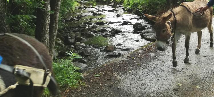 Itinér'Âne au Parc naturel des Sources