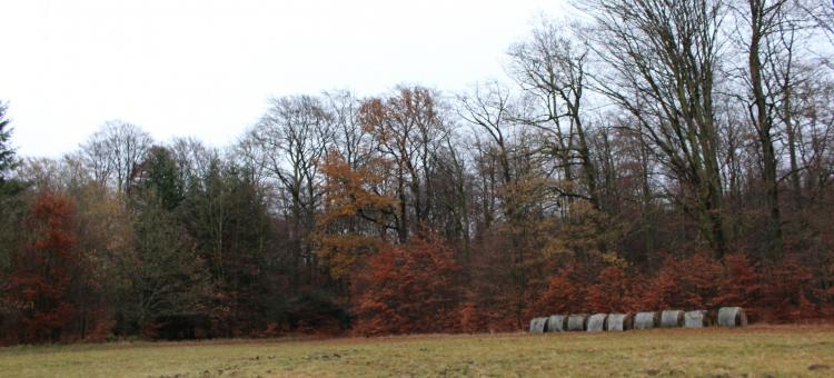 La parcelle sert actuellement uniquement de pré de fauche