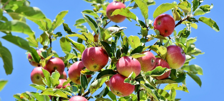 Branche avec pommes